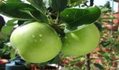 Green Apples Secret Weapon for Polo Ponies